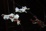 White Birds (Foto: Ingrid Grossmann)